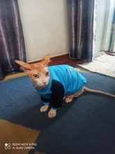 De moda disfraz mascota gato verano gato chaleco con capucha acogedor Mascoats Goto, ropa para gatos, Katten abrigo Kedi sudadera ropa traje