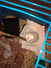 Stone-Chew-Toys Hamster Apple-Tree-Stick Minerals Grinding Chinchilla Rabbit-Teeth Molar