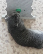 Natural Catnip Toys For Cats Crazy Healthy Cat Toys For Kitten Edible Treating Cleaning