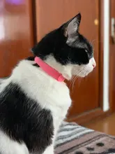 Pet-Collar Necklace Repel Flea Pest-Control-Protect Killer Adjustable for And Rubber