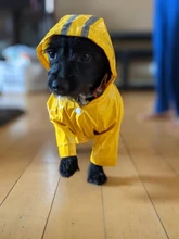 Raincoat Chihuahua Waterproof Summer Puppy Dogs Reflective for Small Nylon Ropa Perro