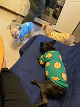 Traje para perros con estampado de animales, abrigo suave de algodón para mascotas, Jersey, camisa, chaqueta, suéter, ropa para mascotas