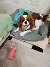 Latex Toy Dog-Chew-Toys Pet-Training-Products Molar Sound Squeak Funny Pig-Grunting Cute