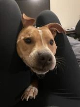 Pantalones de Yoga para mujer, mallas deportivas de tela de sensación desnuda para gimnasio, pantalones de entrenamiento de cintura alta, medias elásticas realzadoras