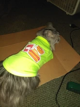 Camiseta con estampado para mascotas, chaleco de algodón para cachorros y gatos, ropa de Pug, Disfraces para perros pequeños