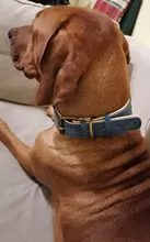 Dog-Collar Bulldog German Shepherd Wide-Leather Padded Pet-Dog Perro Soft for Medium