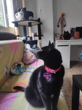 Etiqueta de aluminio para perro 2 unids/lote Etiqueta de Mascota, grabado personalizado gratis, equipaje personalizado para perro y gato, etiqueta para perro, forma de corazón personalizada