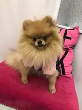 Cute Rabbit Design Dog Hoodie Winter Pet Dog Clothes For Dogs Coat Jacket Cotton Ropa