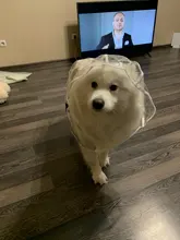 Dog-Raincoat HOOPET Waterproof Jacket Puppy Dogs Dog-Medium-Sized Big Casual