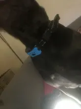 Collar-Control Train Stop Barking Ultrasonic-Training-Collars Anti-Bark Waterproof Pet-Dog