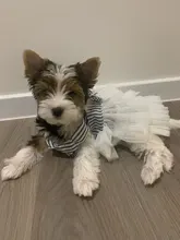 Summer Dress Jean Skirt Dog-Pets Dogs Chihuahua for Puppy-Clothing XS-L