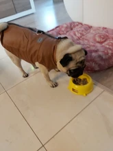 Jacket Vest Puppy-Clothing Pug-Coat Small Dogs Chihuahua Waterproof Winter Teddy Pet-Dog