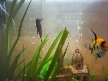 Air-Pump Aquarium Fish-Tank Mini Low-Noise Ultra NICEYARD