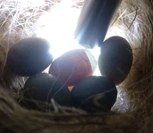 Incubadora, probador de huevos, lámpara de vela LED, equipo de incubación súper fría, herramientas para aves de corral, suministros animales de granja C42