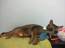 Pajarita a rayas para perro y gato, Collar ajustable para mascotas, corbata blanca para perro, y boda para fiesta, 2020