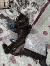 Sistema de alarma para el hogar, kit de sensor de sirena con control remoto, aplicación Android con cable e inalámbrico, LCD de seguridad, PSTN, Wifi y gsm