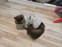 Coat Dress Teddy Poodle-Clothes Puppy Small-Pet Dog Winter Autumn with Letter Bowknot