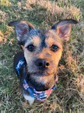 Truelove-arnés Floral sin tirones para mascotas, tela de algodón transpirable y reflectante, suave, para gatos y perros pequeños y medianos, para caminar y correr, TLH5655