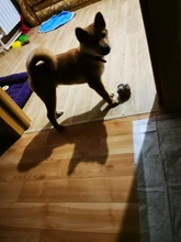 Pala para recoger heces de mascotas, pala de limpieza ligera y práctica para recoger heces de animales, recogedor de heces de gatos, herramienta de limpieza al aire libre