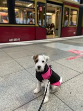 Coat Jacket Puppy-Vest Dogs Waterproof Winter Medium Pet-Dog Zipper Small Large Warm