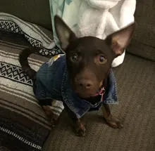 Ropa vaquera de XS-2XL para perro, abrigo para perros, ropa de cachorro, pantalones vaqueros para perro, chaqueta, chaleco abrigo para perro, trajes para cachorro, ropa para gato