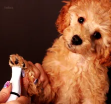 Pets-Clippers Hair-Trimmer Foot-Cutter Pet-Grooming-Kit Nail-Grinder Baorun Rechargeable