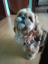 Mesh-Vest Harness Leash Walking-Lead Cat Small Dog Kitten Adjustable Puppy Nylon Mewoofun