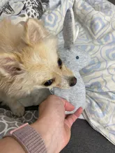 2019 nuevo mascotas perros divertidos forma Animal juguetes regalo conejo grande tocando la bocina para masticable para perros mordida Squeaker perro de juguete