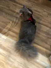 Mesh-Vest Harness Leash Walking-Lead Cat Small Dog Kitten Adjustable Puppy Nylon Mewoofun