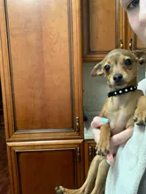 Necklace-Accessories Products Puppy Dogs-Collar Pet Chat Kitten Small for Pour Animaux