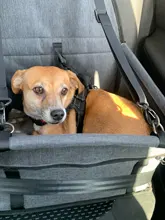 Puppy-Carrier Hammock Pet-Bag Pet-Products Travel Carrying Breathable Waterproof Folding