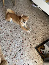 Non-Slip-Bowl Dogs-Water-Feeder Food-Feeding Adjustable Double Medium Small Big Bowls