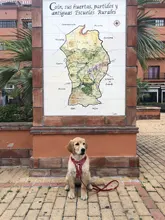 Truelove-arnés Floral sin tirones para mascotas, tela de algodón transpirable y reflectante, suave, para gatos y perros pequeños y medianos, para caminar y correr, TLH5655