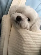 Kitten Carrier Handbag Puppy-Bag Tote-Shoulder-Bag Canvas Dog Travel Breathable Outdoor