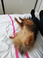 Hiseeu-cámara IP de 3MP con WIFI para exteriores, visión nocturna a todo Color, PTZ, seguridad impermeable, detección humana por Ia, ONVIF, ICSee