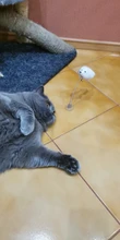 1/3Pcs Funny Cat Toys Elastic Feather False Mouse Bottom Sucker Toys for Cat Kitten Playing
