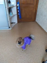 Coats Jumpsuits Overalls Yorkie-Clothing Puppy Dog-Jacket Pet-Dog Small Dogs Waterproof