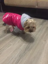 Hoodies Jacket Puppy French-Bulldog Small Dogs Waterproof Dog Chihuahua Winter Autumn