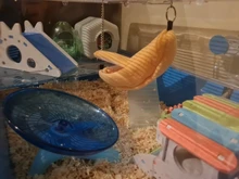 Hammock Hamster-Accessories House-Cage Sugar-Glider Bird Nest Small Animal Warm Bed 