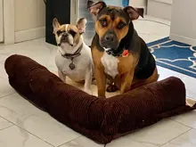 Cushion Detachable-Mat Pillow-Machine Bed Cat-House L-Shaped Puppy-Medium Large Dog Soft