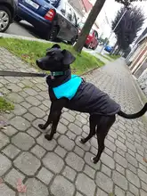 8 Size S-5XL Winter Dog Clothes For Pet Waterproof Warm Large Dog Vest Cat Puppy Dog