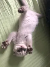 Ball Cat-Toys Play Cat Intelligence Tower-Tracks-Disc Training Amusement-Plate