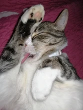 Collar ajustable para mascota de estilo japonés, Cascabel hueco de flor, arnés para perro y gato, correa de conejo, accesorios