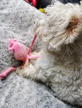 Calamar bonito y pequeño sonido de juguete de perro BB, mascota de peluche, cuerda de perrito, mordedores de juguete con sonido rosa para gato