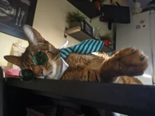 Pajarita a rayas para perro y gato, Collar ajustable para mascotas, corbata blanca para perro, y boda para fiesta, 2020