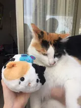 Estuche de lápices kawaii para niñas, estuche escolar de felpa con diseño de gato, de lona, estuche escolar para lápices