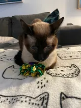 Crinkle Balls 12pcs Colorful Ball Sound Tin Paper Toy for Cat Durability Vocalization