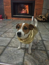 Coat Jacket Vest Bulldog-Clothing Puppy Dogs-Chihuahua French Waterproof Large Winter