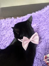 Puppy-Collar Bell Pet-Supplies Breakaway Chat Kittens Adjustable with Cut Cats Pour 