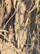 Actualización telescopio binoculares especial accesorios adaptador Clip conector soporte para teléfono móvil para Binocular titular viendo